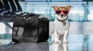 狗狗可以跟主人一起上飞机吗？狗狗可以跟主人一起上飞机吗出国-警犬训练器材厂家 _警犬训练用品_工作犬训练用品-南京开久警犬装备