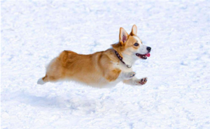 3个犬念什么(山南犬念什么)-警犬训练器材厂家 _警犬训练用品_工作犬训练用品-南京开久警犬装备