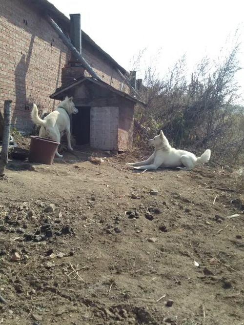 朝鲜丰山狗(朝鲜丰山猎犬)-警犬训练器材厂家 _警犬装备生产厂家_警犬