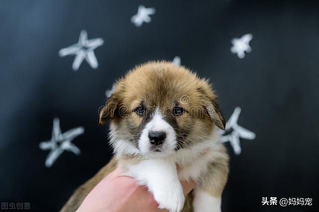 威尔士柯基犬价格(威尔士柯基犬吃什么) - 警犬训练器材厂家 _警犬训练用品_工作犬训练用品-南京开久警犬装备-警犬训练器材厂家 _警犬训练用品_工作犬训练用品-南京开久警犬装备