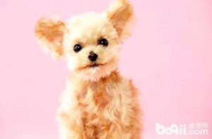 什么是赛级贵宾犬(贵宾犬赛级装)-警犬训练器材厂家 _警犬训练用品_工作犬训练用品-南京开久警犬装备