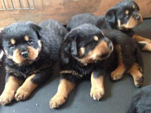 罗威纳犬多少钱一只纯种(罗威纳犬多少钱一只纯种)-警犬训练器材厂家 _警犬训练用品_工作犬训练用品-南京开久警犬装备