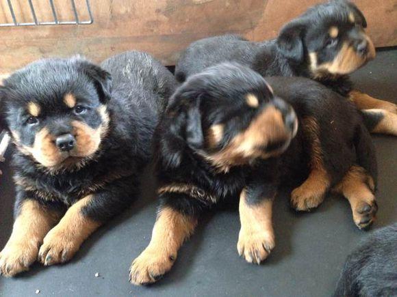 罗威纳犬多少钱一只纯种(罗威纳犬多少钱一只纯种) - 警犬训练器材厂家 _警犬训练用品_工作犬训练用品-南京开久警犬装备-警犬训练器材厂家 _警犬训练用品_工作犬训练用品-南京开久警犬装备