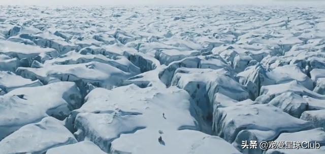 纯白色的狗是什么品种(纯白色的大狗是什么品种) - 警犬训练器材厂家 _警犬训练用品_工作犬训练用品-南京开久警犬装备-警犬训练器材厂家 _警犬训练用品_工作犬训练用品-南京开久警犬装备