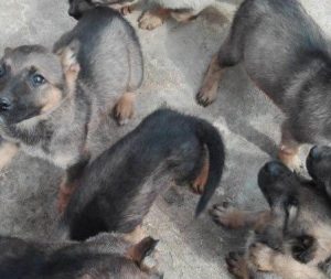 昆明犬介绍(昆明犬介绍资料)-警犬训练器材厂家 _警犬训练用品_工作犬训练用品-南京开久警犬装备