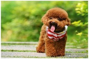 为什么母狗生了1只小狗(母狗生宝宝为什么转圈)-警犬训练器材厂家 _警犬训练用品_工作犬训练用品-南京开久警犬装备