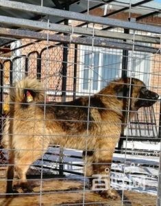 纯种东北笨狗(东北笨狗 *** )-警犬训练器材厂家 _警犬训练用品_工作犬训练用品-南京开久警犬装备