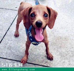 狗的毛夏天可以剃光吗-警犬训练器材厂家 _警犬训练用品_工作犬训练用品-南京开久警犬装备