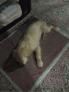 狗发出咕噜咕噜的声音(狗为什么发出咕噜咕噜的声音)-警犬训练器材厂家 _警犬训练用品_工作犬训练用品-南京开久警犬装备