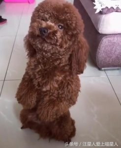 泰迪犬罚站(泰迪犬罚站挨打 *** )-警犬训练器材厂家 _警犬训练用品_工作犬训练用品-南京开久警犬装备