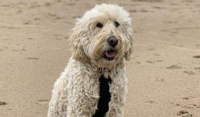 拉布拉多贵宾犬(拉布拉多犬资料介绍) - 警犬训练器材厂家 _警犬训练用品_工作犬训练用品-南京开久警犬装备-警犬训练器材厂家 _警犬训练用品_工作犬训练用品-南京开久警犬装备