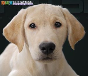 拉布拉多犬幼犬价格(拉布拉多犬幼犬出售)-警犬训练器材厂家 _警犬训练用品_工作犬训练用品-南京开久警犬装备