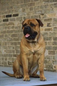 世界十大凶猛斗犬是哪十种狗(世界十大凶猛犬类)-警犬训练器材厂家 _警犬训练用品_工作犬训练用品-南京开久警犬装备