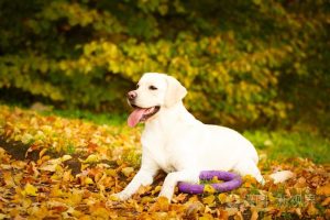 秋天下的小黄狗萌宠_秋天下的小黄狗歌曲-警犬训练器材厂家 _警犬训练用品_工作犬训练用品-南京开久警犬装备