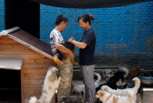 西安大肆捕杀流浪狗(捕杀流浪狗违法吗)-警犬训练器材厂家 _警犬训练用品_工作犬训练用品-南京开久警犬装备