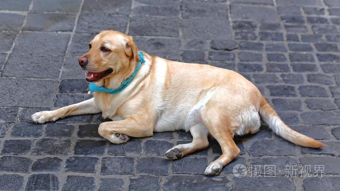 母拉布拉多犬(母拉布拉多犬 *** ) - 警犬训练器材厂家 _警犬训练用品_工作犬训练用品-南京开久警犬装备-警犬训练器材厂家 _警犬训练用品_工作犬训练用品-南京开久警犬装备
