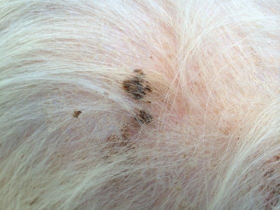 狗的皮肤病怎么治疗(宠物狗皮肤病的治疗) - 警犬训练器材厂家 _警犬训练用品_工作犬训练用品-南京开久警犬装备-警犬训练器材厂家 _警犬训练用品_工作犬训练用品-南京开久警犬装备