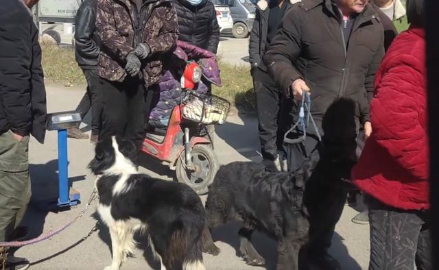 拉布拉多幼犬一般的多少钱_拉布拉多幼犬一般的多少钱一只 - 警犬训练器材厂家 _警犬训练用品_工作犬训练用品-南京开久警犬装备-警犬训练器材厂家 _警犬训练用品_工作犬训练用品-南京开久警犬装备