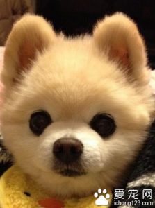 狗狗俊介是什么品种(网红狗俊介是什么品种)-警犬训练器材厂家 _警犬训练用品_工作犬训练用品-南京开久警犬装备