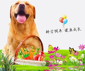 狗的掉毛排行(狗狗掉毛排行)-警犬训练器材厂家 _警犬训练用品_工作犬训练用品-南京开久警犬装备