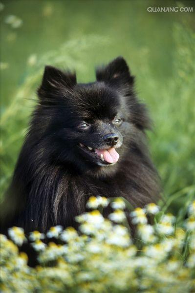 野毛狗是什么动物(红毛狗是什么动物) - 警犬训练器材厂家 _警犬训练用品_工作犬训练用品-南京开久警犬装备-警犬训练器材厂家 _警犬训练用品_工作犬训练用品-南京开久警犬装备