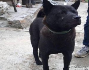 潮汕金钱尾土狗出售(五红金钱尾土狗出售)-警犬训练器材厂家 _警犬训练用品_工作犬训练用品-南京开久警犬装备