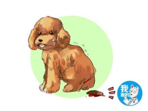 小狗便血是什么病?怎么治疗?？小狗便血是什么样的-警犬训练器材厂家 _警犬训练用品_工作犬训练用品-南京开久警犬装备