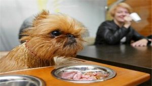 狗能吃油吗(狗吃油会出现什么情况)-警犬训练器材厂家 _警犬训练用品_工作犬训练用品-南京开久警犬装备