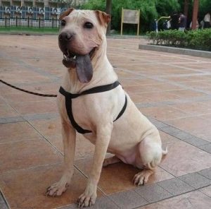 沙皮狗打架厉害吗？骨嘴沙皮狗打架厉害吗?-警犬训练器材厂家 _警犬训练用品_工作犬训练用品-南京开久警犬装备