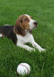 比格犬优缺点(比格犬优缺点适合什么人养)-警犬训练器材厂家 _警犬训练用品_工作犬训练用品-南京开久警犬装备