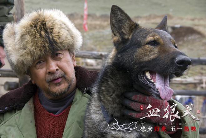 雪狼犬的主演是谁 - 警犬训练器材厂家 _警犬训练用品_工作犬训练用品-南京开久警犬装备-警犬训练器材厂家 _警犬训练用品_工作犬训练用品-南京开久警犬装备