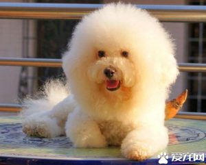 卷毛比雄犬吃什么？卷毛比雄犬的优点缺点-警犬训练器材厂家 _警犬训练用品_工作犬训练用品-南京开久警犬装备