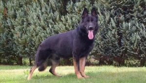 东德牧羊犬天生护主吗(东德牧羊犬多大才护主)-警犬训练器材厂家 _警犬训练用品_工作犬训练用品-南京开久警犬装备