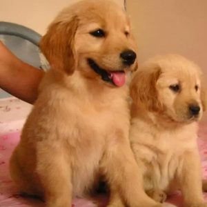 免费领养狗狗(免费领养狗狗)-警犬训练器材厂家 _警犬训练用品_工作犬训练用品-南京开久警犬装备