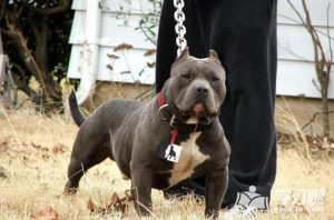 最厉害的狗，世界十大最厉害的狗-警犬训练器材厂家 _警犬训练用品_工作犬训练用品-南京开久警犬装备