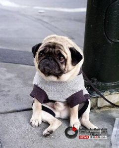 巴哥犬论坛(巴哥犬刚开始养就后悔)-警犬训练器材厂家 _警犬训练用品_工作犬训练用品-南京开久警犬装备