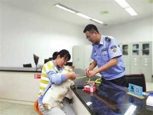 工作犬论坛(工作犬证公安局承认吗)-警犬训练器材厂家 _警犬训练用品_工作犬训练用品-南京开久警犬装备