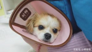 狗狗得细小有什么症状狗狗得细小的症状-警犬训练器材厂家 _警犬训练用品_工作犬训练用品-南京开久警犬装备