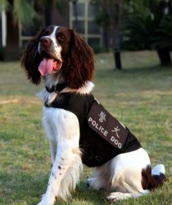 史宾格犬(史宾格犬怎么训练大小便)-警犬训练器材厂家 _警犬训练用品_工作犬训练用品-南京开久警犬装备