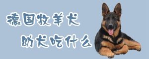 牧羊犬吃什么比较好(牧羊犬不能吃什么食物)-警犬训练器材厂家 _警犬训练用品_工作犬训练用品-南京开久警犬装备