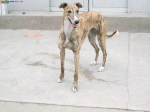 格力犬三个月一般多大_格力犬三个月怎样挑选-警犬训练器材厂家 _警犬训练用品_工作犬训练用品-南京开久警犬装备