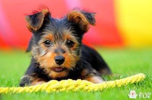 和澳大利亚梗相似的狗(澳大利亚梗是什么狗)-警犬训练器材厂家 _警犬训练用品_工作犬训练用品-南京开久警犬装备