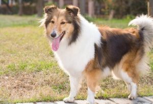 古牧犬掉毛吗古牧犬会掉毛-警犬训练器材厂家 _警犬训练用品_工作犬训练用品-南京开久警犬装备