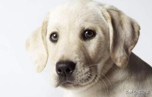 拉布拉多犬特点  拉布拉多犬是什么犬种-警犬训练器材厂家 _警犬训练用品_工作犬训练用品-南京开久警犬装备