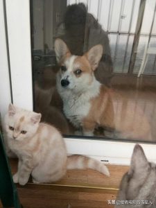 当猫爱上狗(当猫爱上狗宠物店)-警犬训练器材厂家 _警犬训练用品_工作犬训练用品-南京开久警犬装备