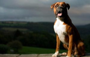 拳师犬属于什么犬种-警犬训练器材厂家 _警犬训练用品_工作犬训练用品-南京开久警犬装备
