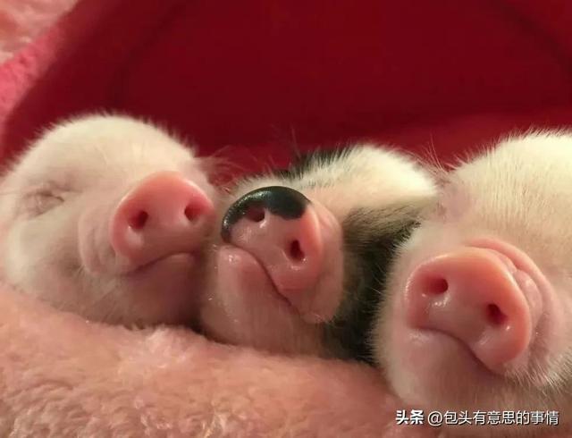 感染新冠宠物狗死亡(宠物狗感染新冠会传人吗) - 警犬训练器材厂家 _警犬训练用品_工作犬训练用品-南京开久警犬装备-警犬训练器材厂家 _警犬训练用品_工作犬训练用品-南京开久警犬装备