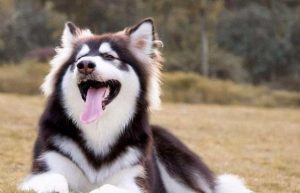 阿拉斯加犬应该吃什么食物(阿拉斯加犬补钙吃什么食物)-警犬训练器材厂家 _警犬训练用品_工作犬训练用品-南京开久警犬装备