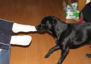 怎么消除狗狗对你的记仇-警犬训练器材厂家 _警犬训练用品_工作犬训练用品-南京开久警犬装备