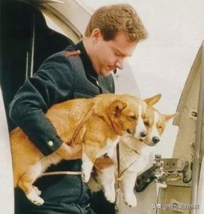 英国女王养的什么狗(英国女王养的狗叫什么狗)-警犬训练器材厂家 _警犬训练用品_工作犬训练用品-南京开久警犬装备